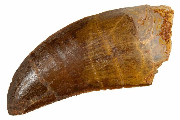 Serrated, Carcharodontosaurus Tooth - Real Dinosaur Tooth #322062